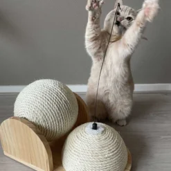 Cat toy Ballot