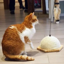 Cat toy Vote