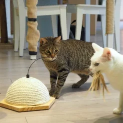 Cat toy Vote