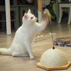 Cat toy Vote
