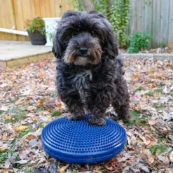 FitPAWS Balance Disc Blue (VP), 56 cm