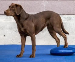 FitPAWS Balance Disc Blue (VP), 56 cm