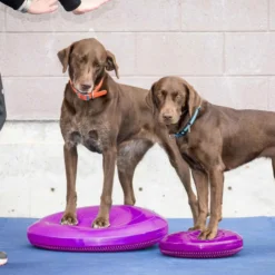 Fitpaws Balance Disk Roze