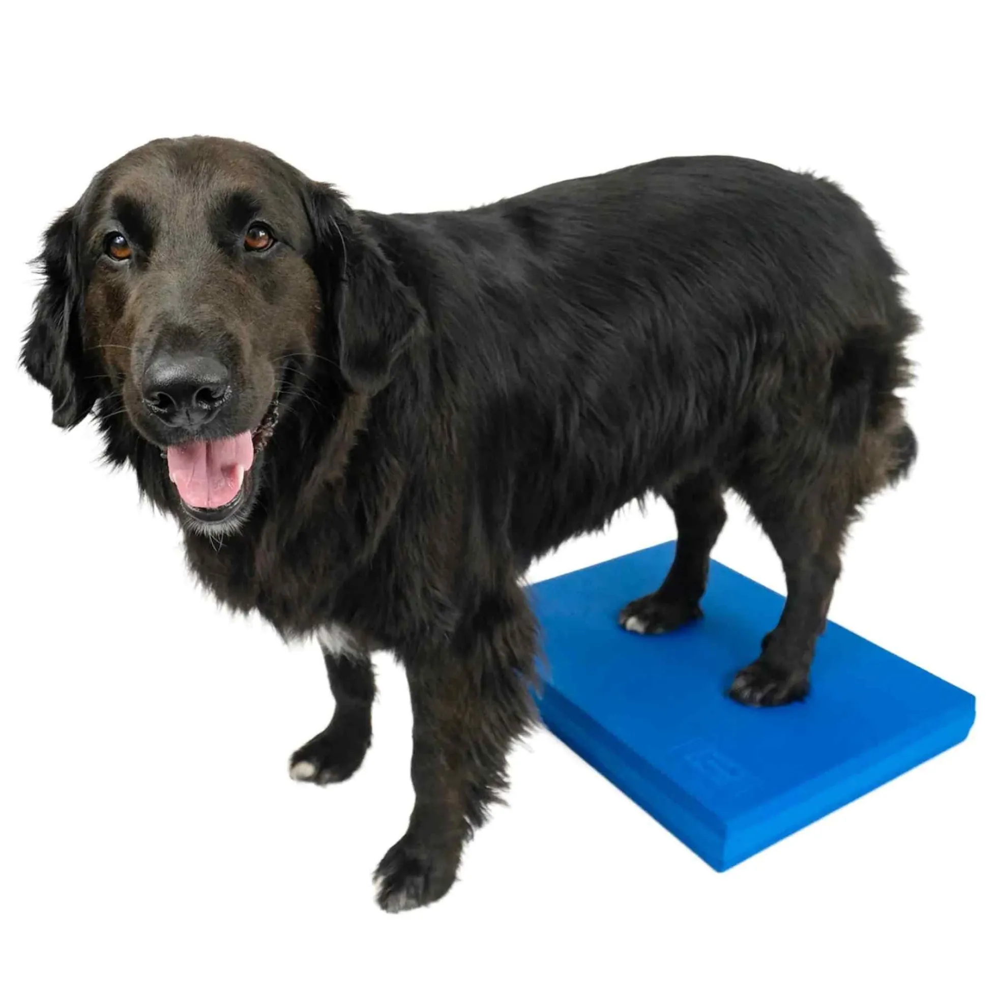 FitPAWS Balance Pad
