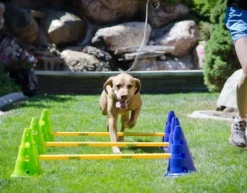 FitPAWS CanineGym Agility set