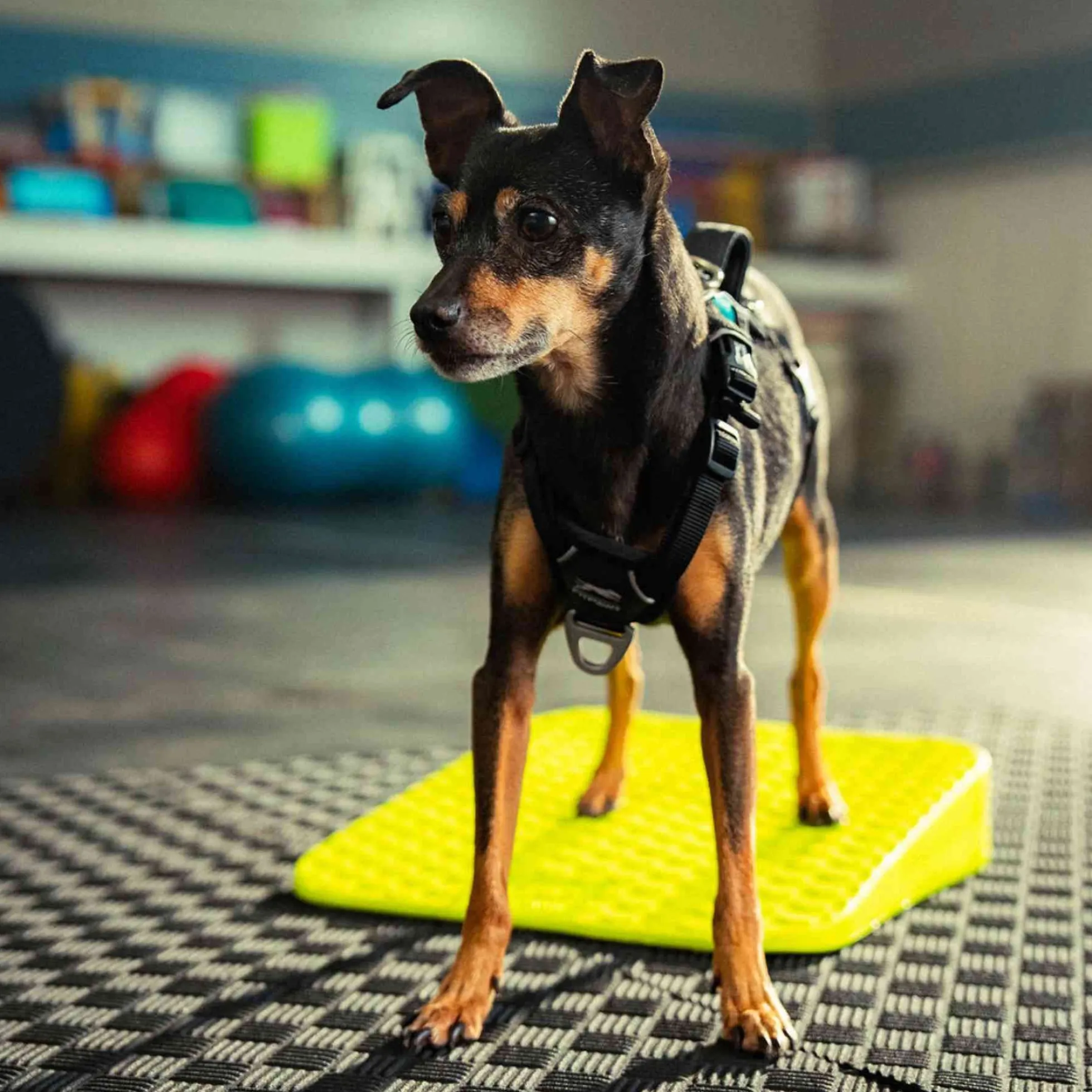 FitPAWS Dog Balance Ramp