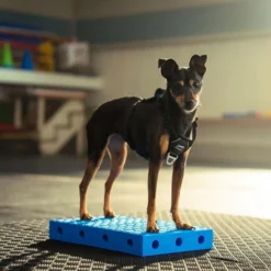 FitPAWS FitKinect Xtra