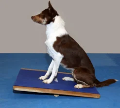 FitPAWS Giant Rocker Board