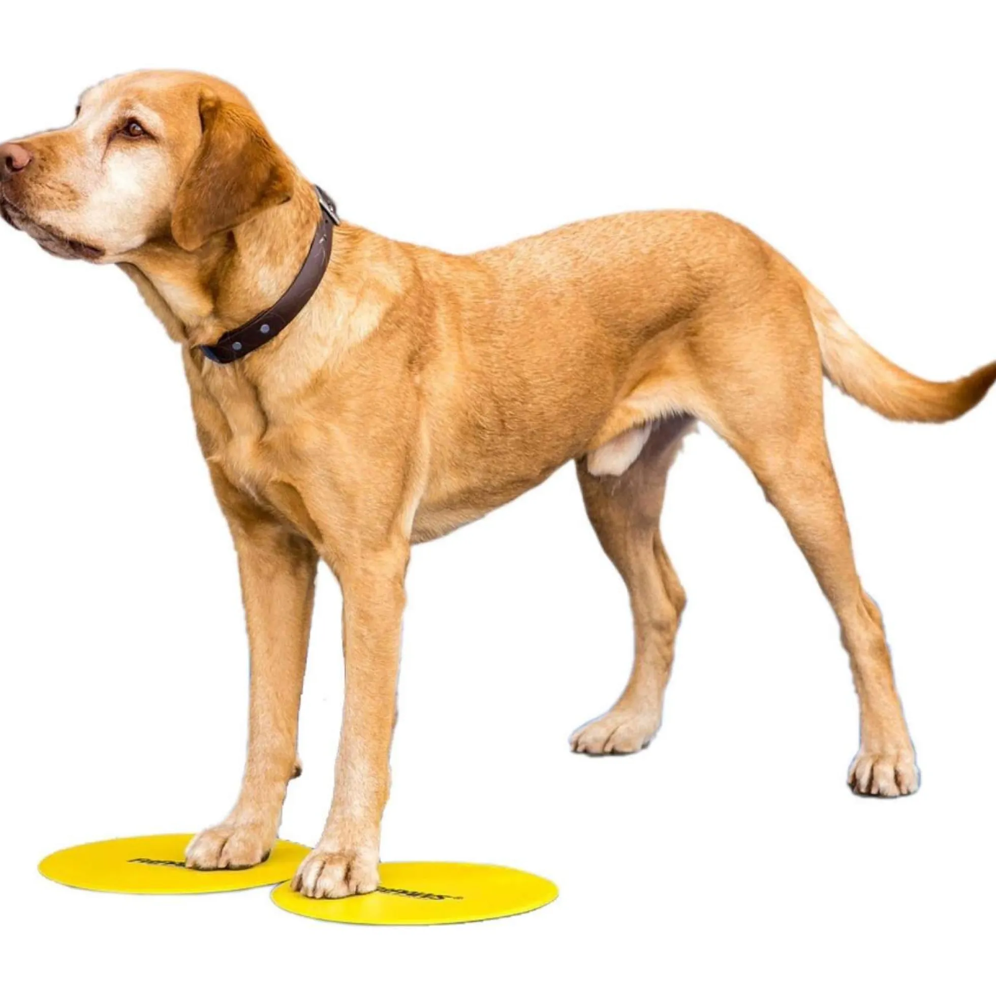 FitPAWS Targets