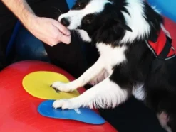 FitPAWS Targets