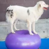 FitPAWS Trax Donut Purple