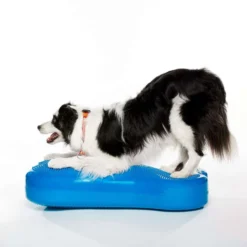 Giant K9Fitbone