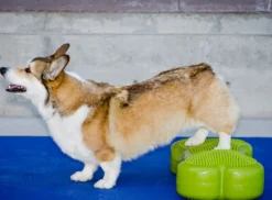 K9FITbone