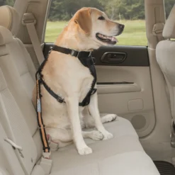 Kurgo Autogordelbevestiging voor Honden Oranje