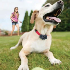 PetSafe Basic In-Ground Fence Onzichtbare Omheining