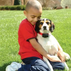 PetSafe Blafband Hond