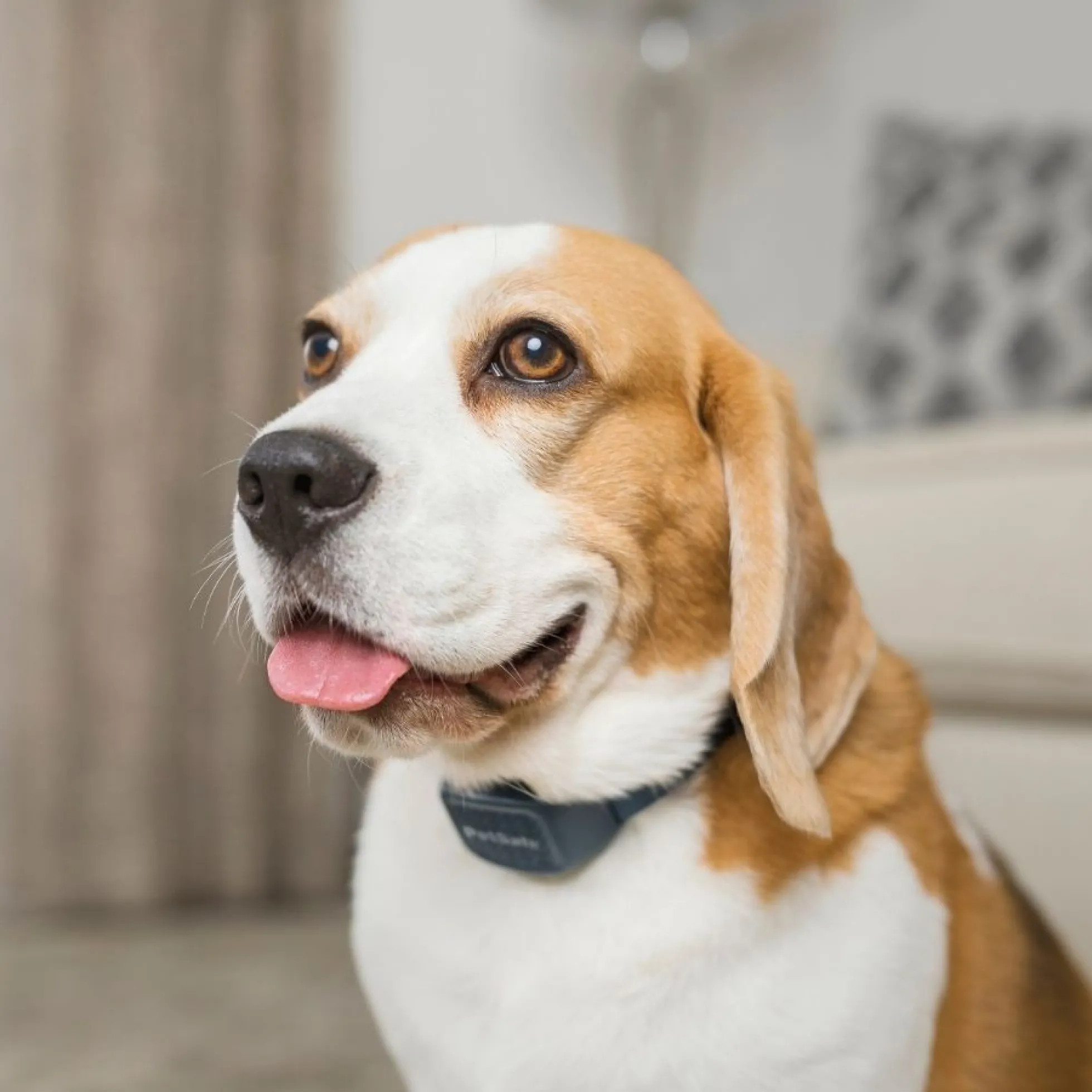 PetSafe Blafband Hond met Geluid