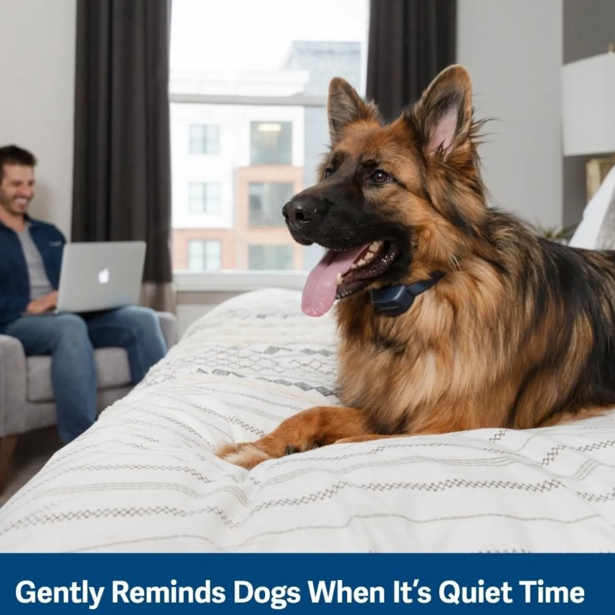 PetSafe Blafband Hond met Geluid