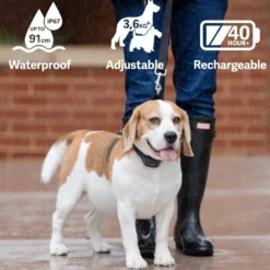 PetSafe Blafband Hond met Geluid