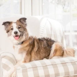 PetSafe Blafband met Spray