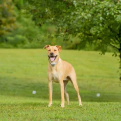 PetSafe Classic Onzichtbare Omheining