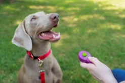 Petsafe Clik-R Training Tool