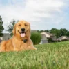 PetSafe Draadloos Omheiningssysteem Stay + Play