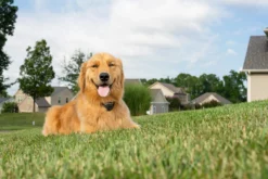 PetSafe Draadloos Omheiningssysteem Stay + Play
