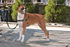 Petsafe Easy Walk Tuig