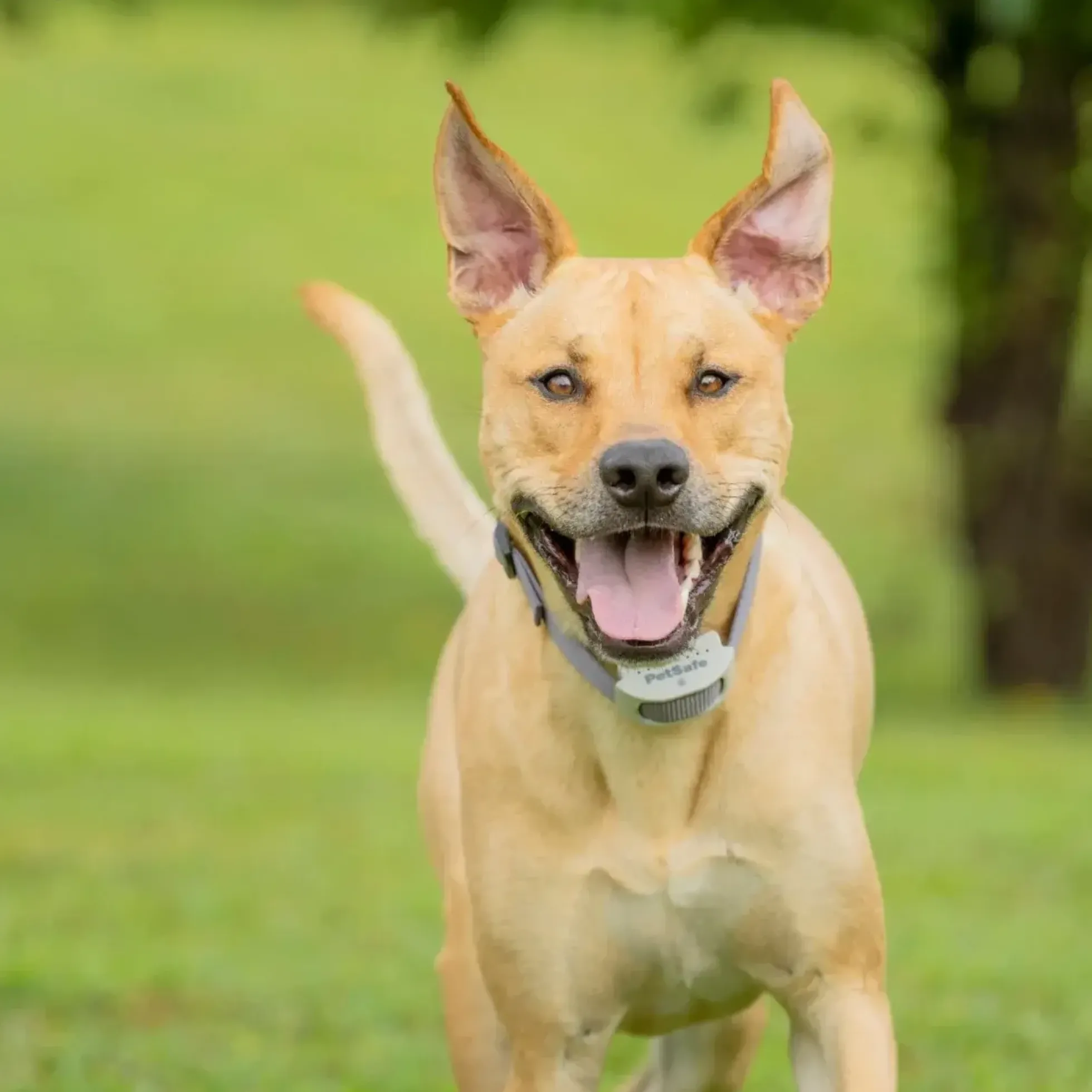 PetSafe Extra Oplaadbare Halsband voor Classic Omheining