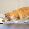 Petsafe Frolicat Vossenstaart