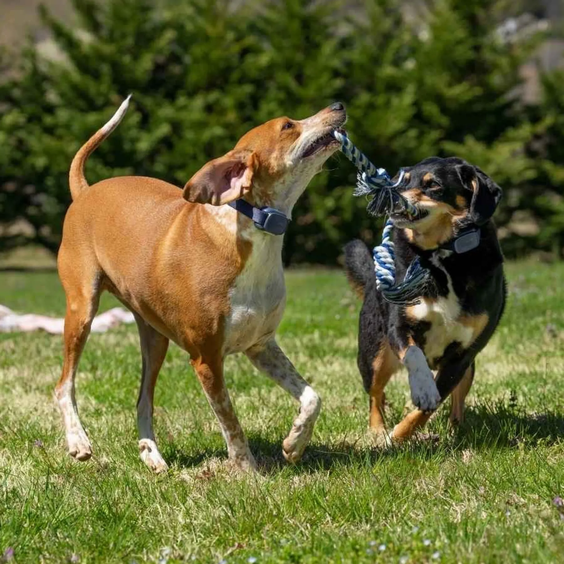 PetSafe Hondentrainer Core met Afstandsbediening