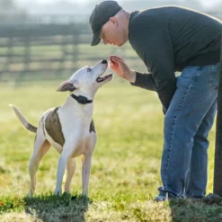 PetSafe Hondentrainer Core met Afstandsbediening