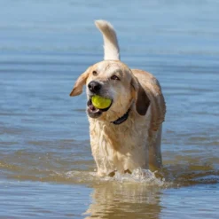 PetSafe Hondentrainer Pro met Afstandsbediening