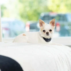 PetSafe NanoBark 2.0 Anti-Blafband