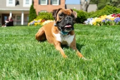 PetSafe Spraytrainer