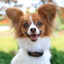 PetSafe Vibrerende Blafband