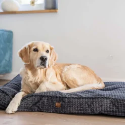 Quapas! Comfort Pillow Grey