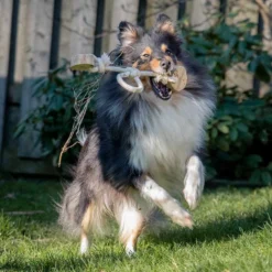 Quapas! Dog Toy Coffeewood Bouncy