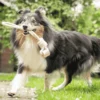 Quapas! Dog Toy Coffeewood Lasso