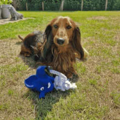 Quapas! Dog Toy Fun Elephant with rope