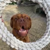 Quapas! Dog Toy Rope L Round