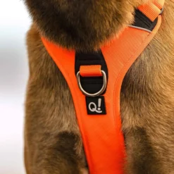 Quapas! Hondentuig Oranje