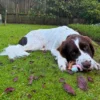 Quapas! Kauwspeelgoed Puppy Houten Olifant