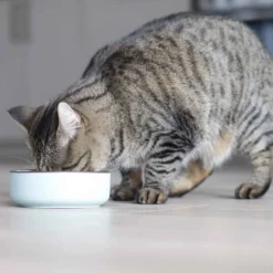 Quapas! Keramieken Eet- en Drinkbak Mintgroen