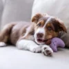 Quapas! Puppy Speelgoed Maan