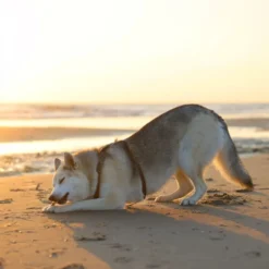 Riverwood Voorns