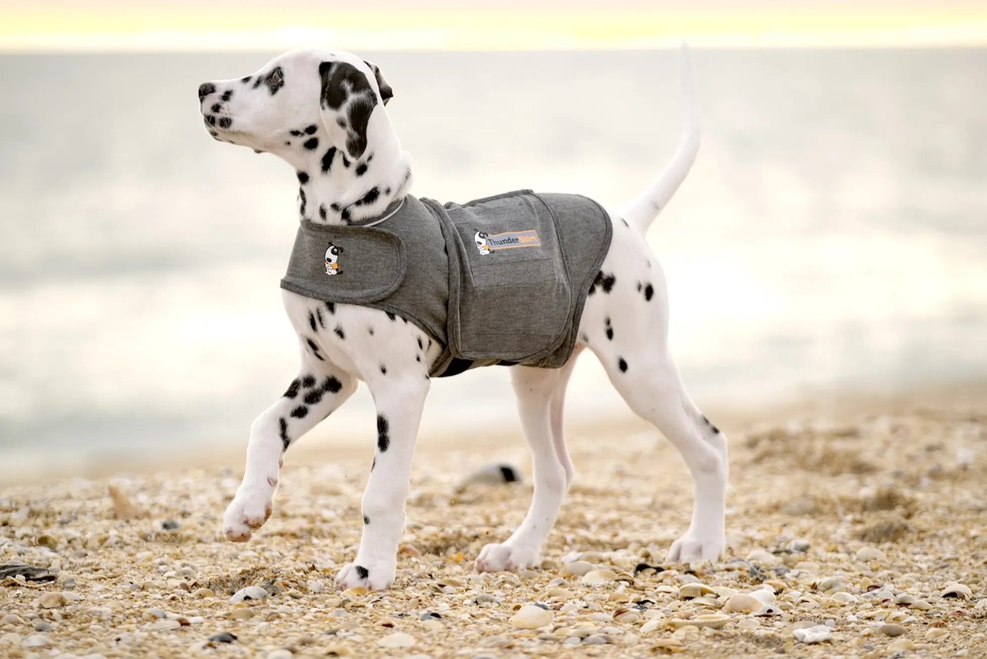Thundershirt